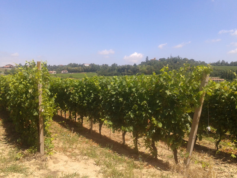 Vineyards in Italy, Vineyards in Piemonte
